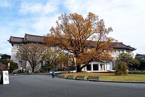 ゆりの木と本館