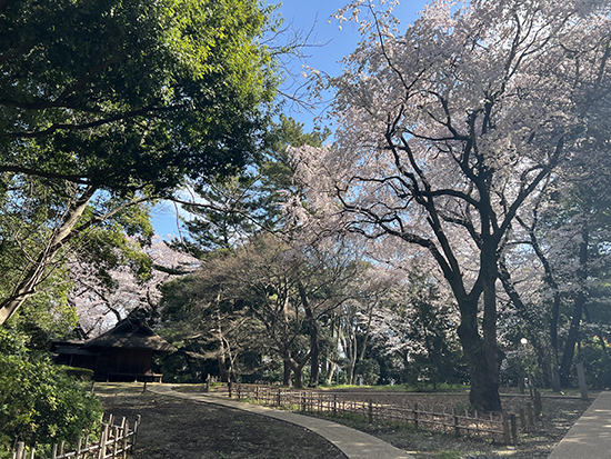 本館北側庭園の桜