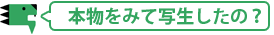 本物を見て写生したの？