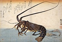 「魚づくし」 伊勢海老と芝蝦(永寿堂版)