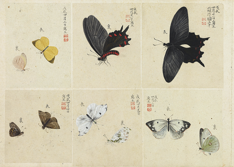虫豸帖　増山雪斎筆　江戸時代・19世紀