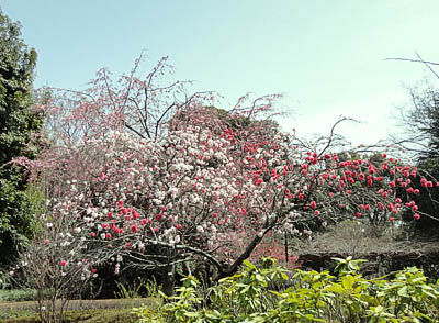 西門のそばに咲くゲンペイモモ