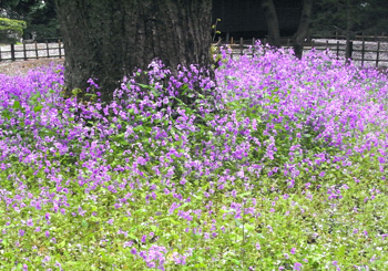 庭園に咲く諸葛草