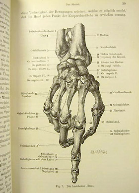人体の美術解剖学 芸術家及び芸術愛好家の手引書