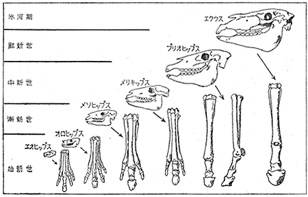 ウマ類の進化図
