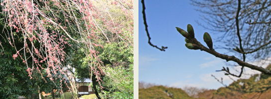 庭園の桜