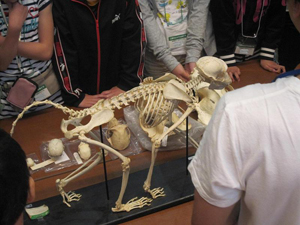 科学博物館で骨格を見る