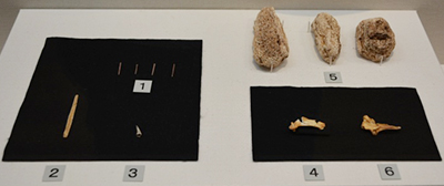 出土動物骨