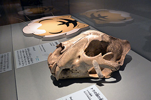 トラのヒゲと頭骨標本