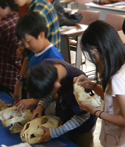 参加者全員で骨格標本を観察