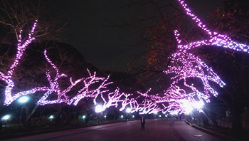 冬桜イルミネーション