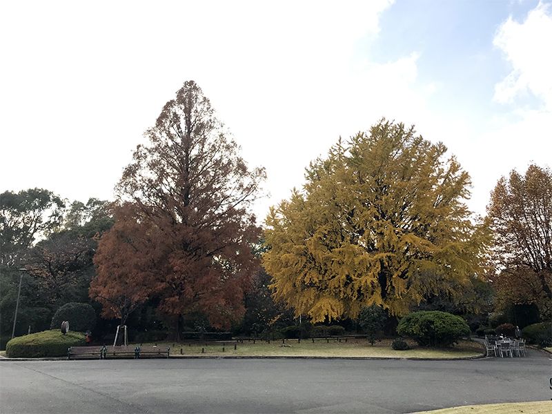 構内の紅葉の様子