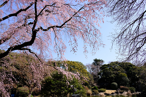 庭園風景