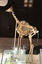 キリンの全身骨格