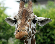動物園のキリン