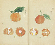 Album of Citrus Fruits