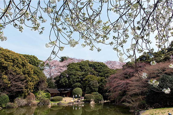 春の庭園開放