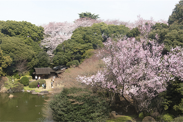 庭園風景