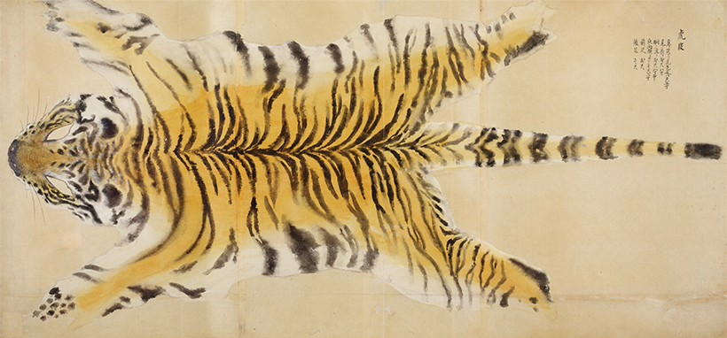 "Tiger Pelt" from The Museum's Illustrations of Animals image