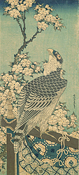 Cherry Blossom with Hawk