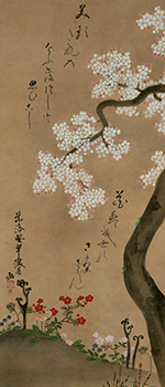 Cherry Tree and Spring Plants