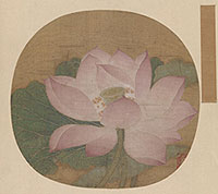 Blossoming Lotus