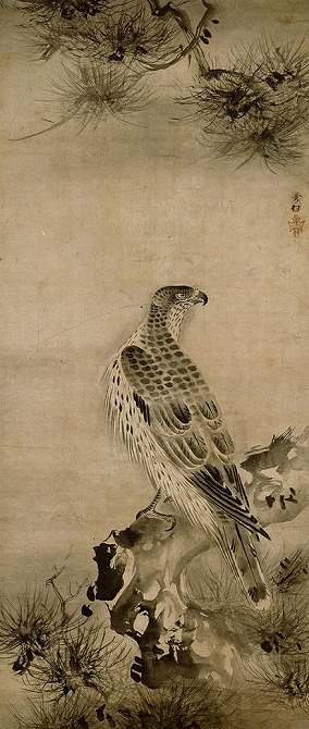 Image of "Hawks and pines."