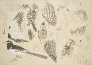 Image of "Albums of Sketches"