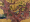 Image of "Cypress tree."