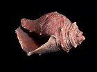 Image of "Shell shaped clay object."