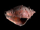 Image of "Shell shaped clay object."