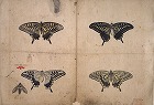Image of "Album of sketches."
