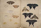 Image of "Album of sketches."