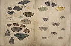 Image of "Album of sketches."