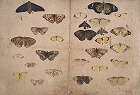 Image of "Album of sketches."