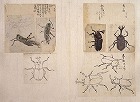 Image of "Album of sketches."
