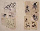 Image of "Album of sketches."