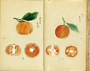 『柑橘譜　服部雪斎編　明治時代・19世紀　徳川宗敬氏寄贈』の画像