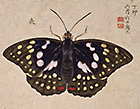 『虫豸帖（部分）　増山雪斎筆　江戸時代・19世紀』の画像