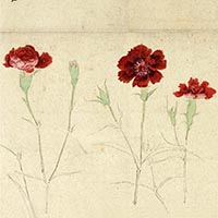 『草花写生図巻 秋（部分）　狩野探幽筆　江戸時代・17世紀』の画像