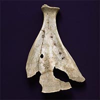 Image of "Oracle Bone, From Bishamon C Cave, Minami shitaura-machi, Miura-shi, Kanagawa, Yayoi period, 1st - 3rd century"