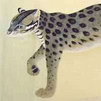 『博物館写生図（野猫）（部分）　中島仰山筆　明治13年（1880）』の画像
