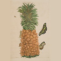『スリナム産昆虫変態図譜（フランス語版）(部分) 　A.M.S.メーリアン筆　シーボルト寄贈　1726年』の画像