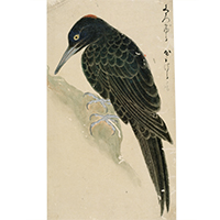 『禽譜　林禽1（クマゲラ、部分）　堀田正敦編　江戸時代・18～19世紀写』の画像