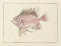 Image of "Illustrations of Fish Species, Vol. 1, Compiled by the Museum Bureau; by Kurimoto Tanshu and others, Edo-Meiji period, 19th century"