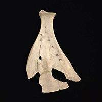 Image of "Oracle Bone, Excavated at Bishamon C Cave, Miura-shi, Kanagawa, Yayoi period, 1st&ndash;3rd century"