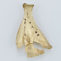 Image of "Oracle Bone, Found at Bishamon Cave C, Kanagawa, Yayoi period, 1st-3rd century"