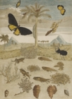 『スリナム産昆虫変態図譜（フランス語版）　マリア・ジビーラ・メーリアン著　1726年』の画像