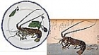 Image of "left:Plate (Lobster and eggplant design), Mus&#233;e d'Orsayright:&quot;Lobster and gray prawn&quot; from the series A Variety of Fish, By Utagawa Hiroshige"