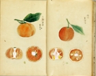 Image of "Album of Citrus Fruits, By Hattori Sessai, Meiji period, 19th century (Gift of Mr. Tokugawa Muneyoshi)"